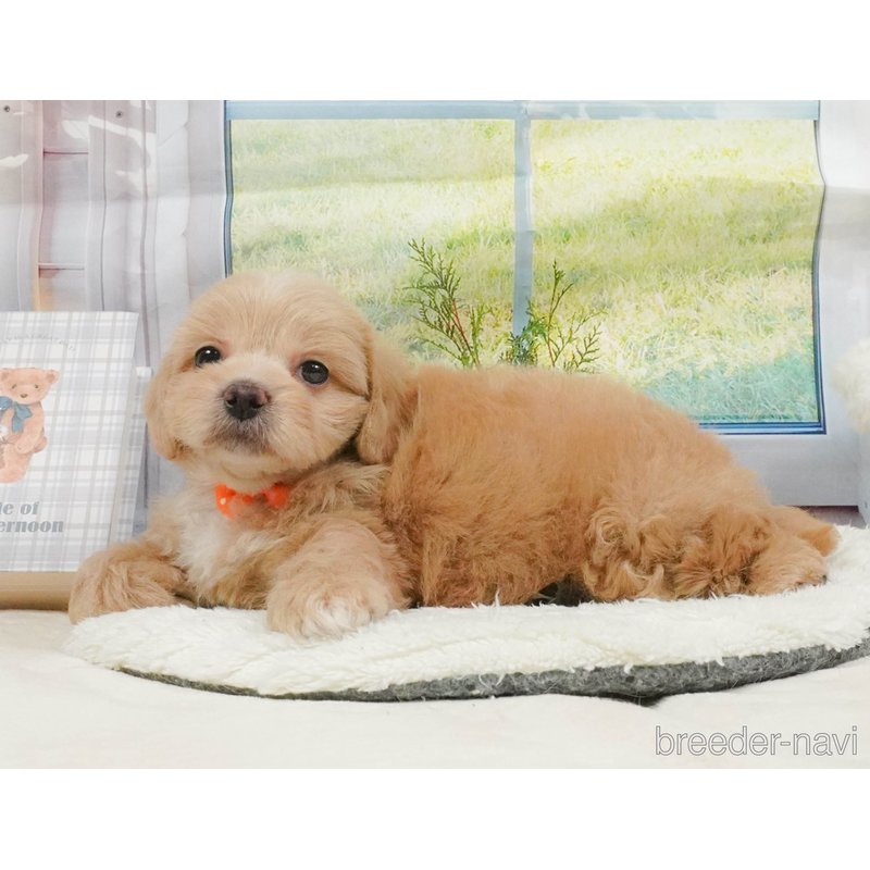 販売中の神奈川県のミックス犬-402783の8枚目