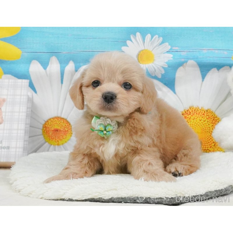 販売中の神奈川県のミックス犬-402791の13枚目