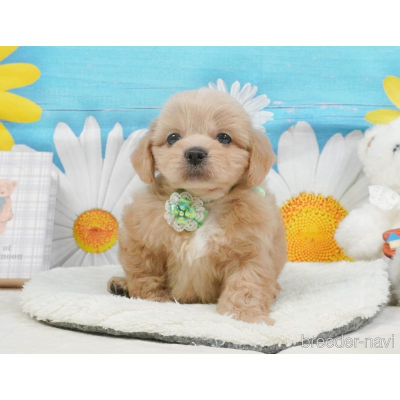 販売中の神奈川県のミックス犬-402791の6枚目