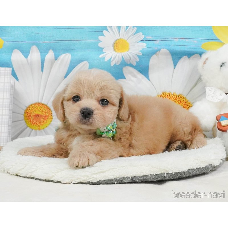 販売中の神奈川県のミックス犬-402791の10枚目