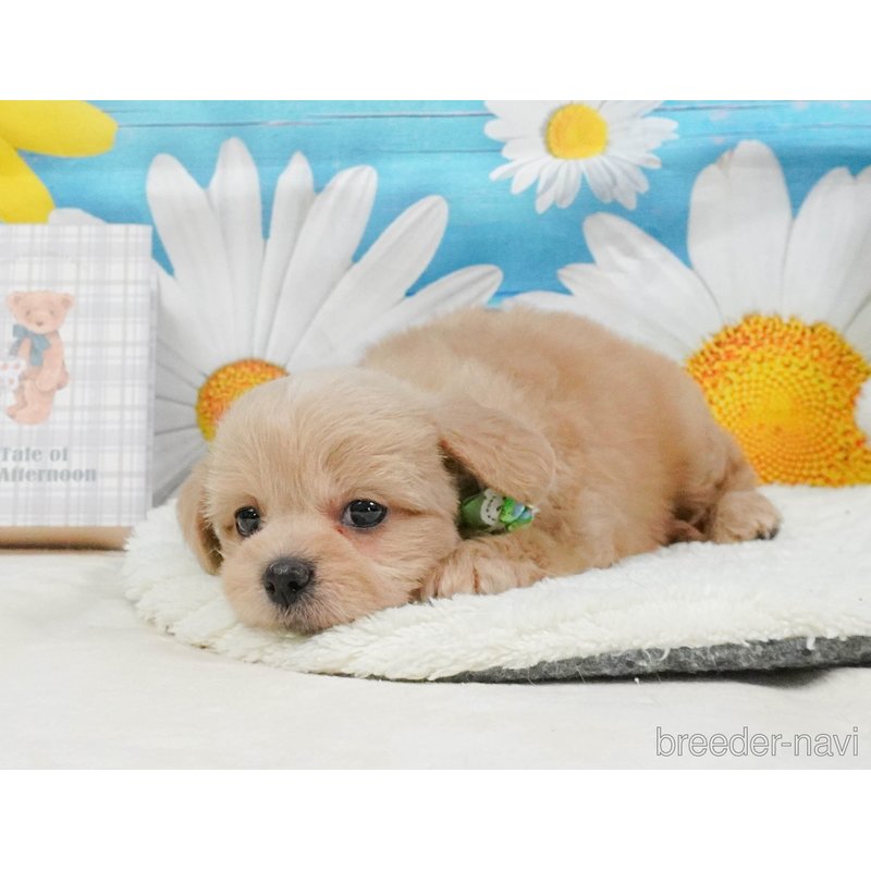 販売中の神奈川県のミックス犬-402791の12枚目
