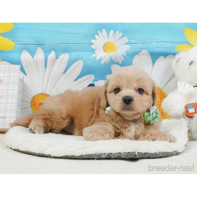 販売中の神奈川県のミックス犬-402791の11枚目