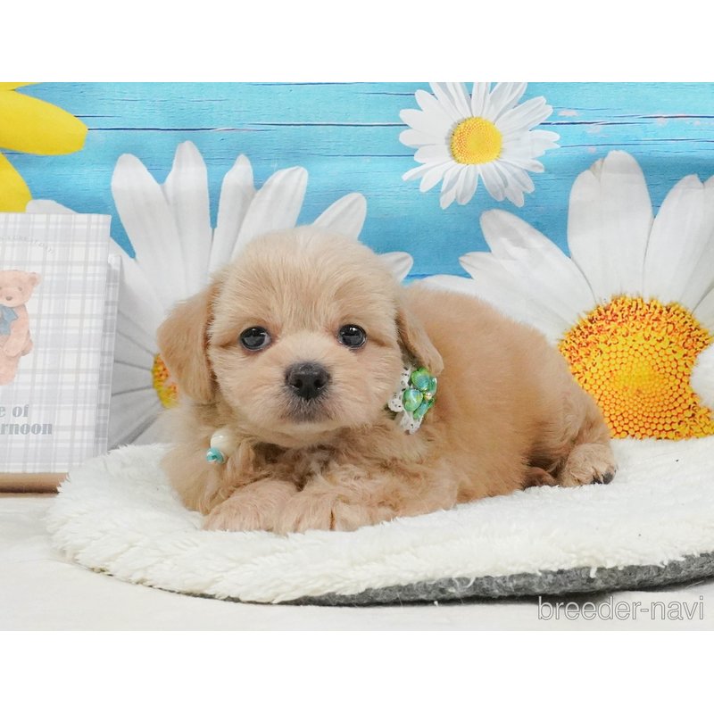 販売中の神奈川県のミックス犬-402791の8枚目