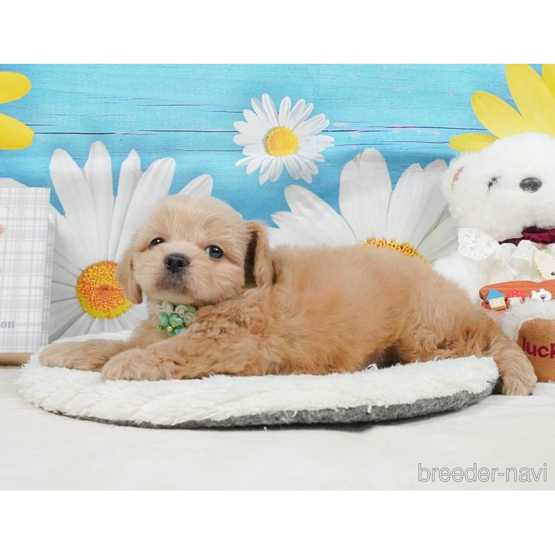 販売中の神奈川県のミックス犬-402791の7枚目