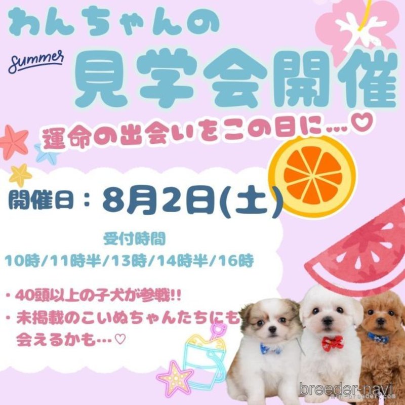 販売中の神奈川県のポメプー:ポメラニアン×トイプードル-402799の5枚目