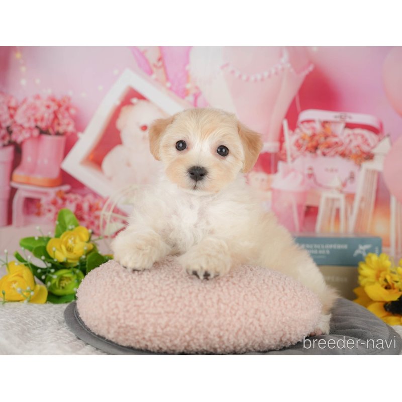販売中の千葉県のミックス犬-402886の1枚目