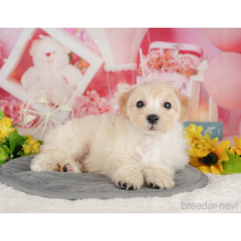 販売中の千葉県のミックス犬-402886の2枚目