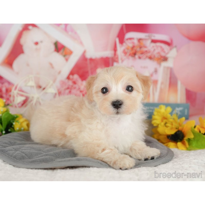 販売中の千葉県のミックス犬-402886の3枚目