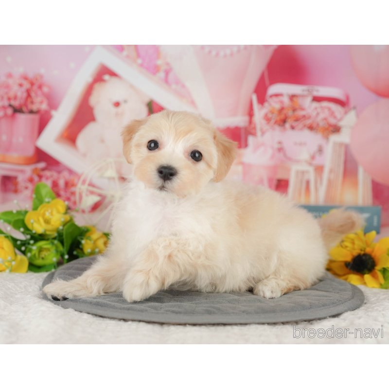 販売中の千葉県のミックス犬-402886の4枚目