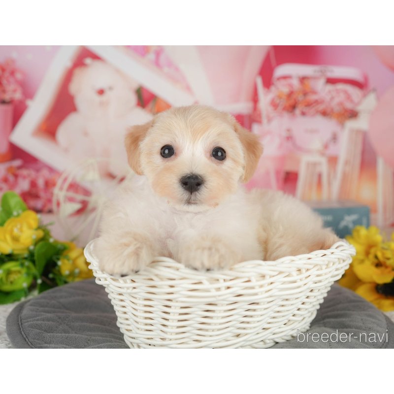 販売中の千葉県のミックス犬-402886の5枚目