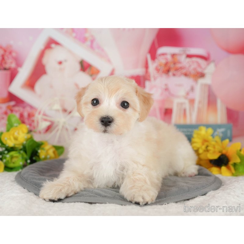 販売中の千葉県のミックス犬-402886の6枚目