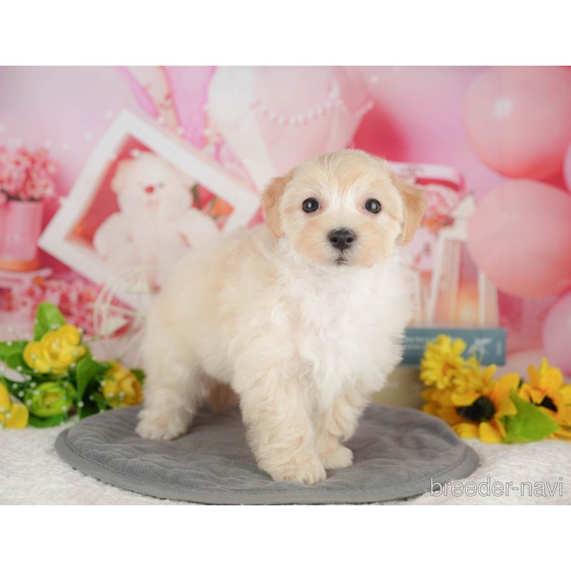 販売中の千葉県のミックス犬-402886の7枚目