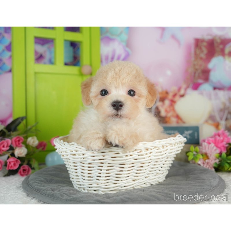 販売中の千葉県のミックス犬-402890の5枚目