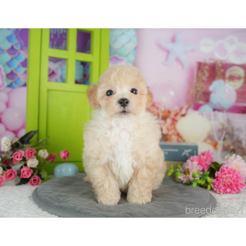 販売中の千葉県のミックス犬-402890の7枚目