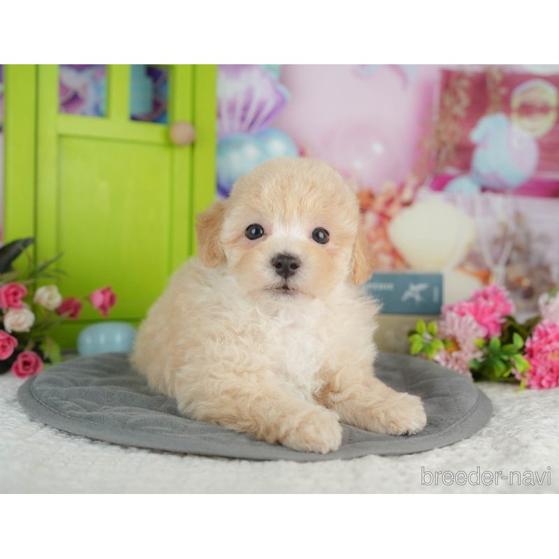 販売中の千葉県のミックス犬-402890の8枚目