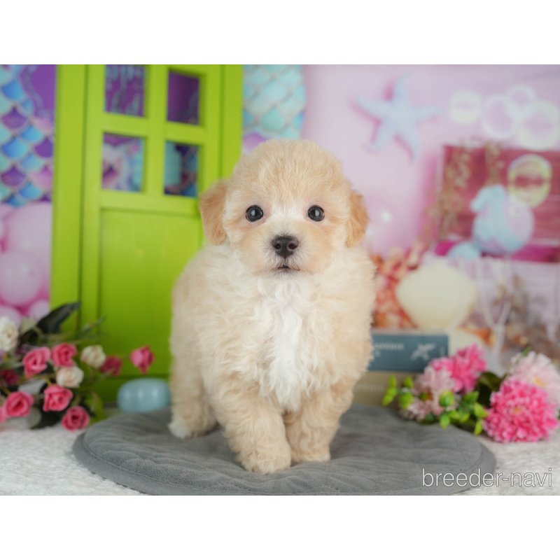 販売中の千葉県のミックス犬-402890の1枚目