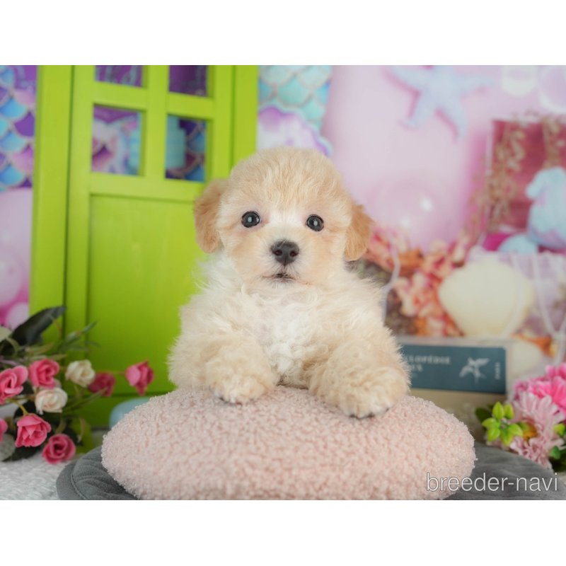 販売中の千葉県のミックス犬-402890の2枚目