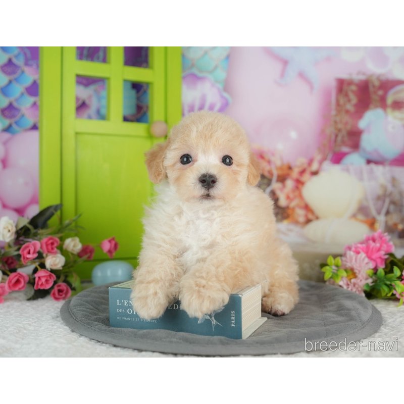 販売中の千葉県のミックス犬-402890の3枚目