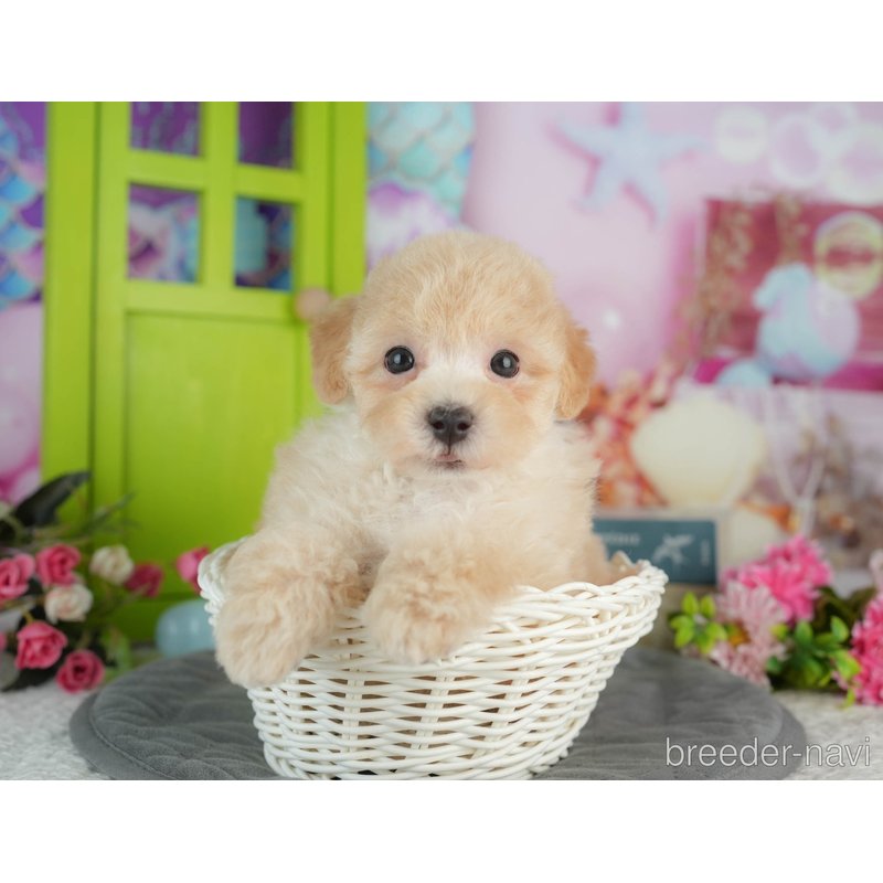 販売中の千葉県のミックス犬-402890の4枚目