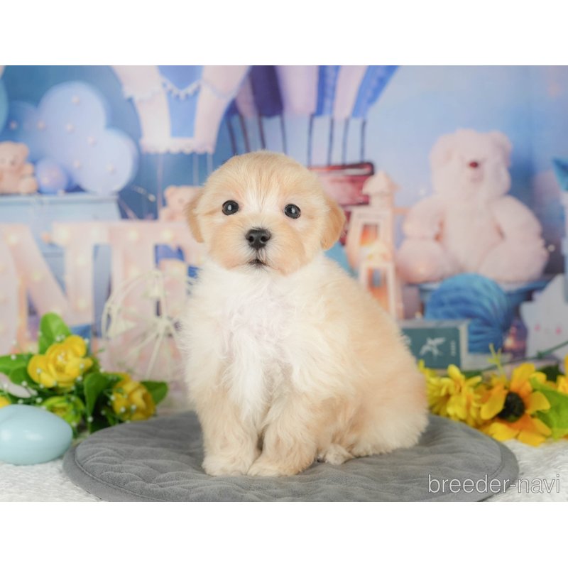 販売中の千葉県のミックス犬-402892の1枚目