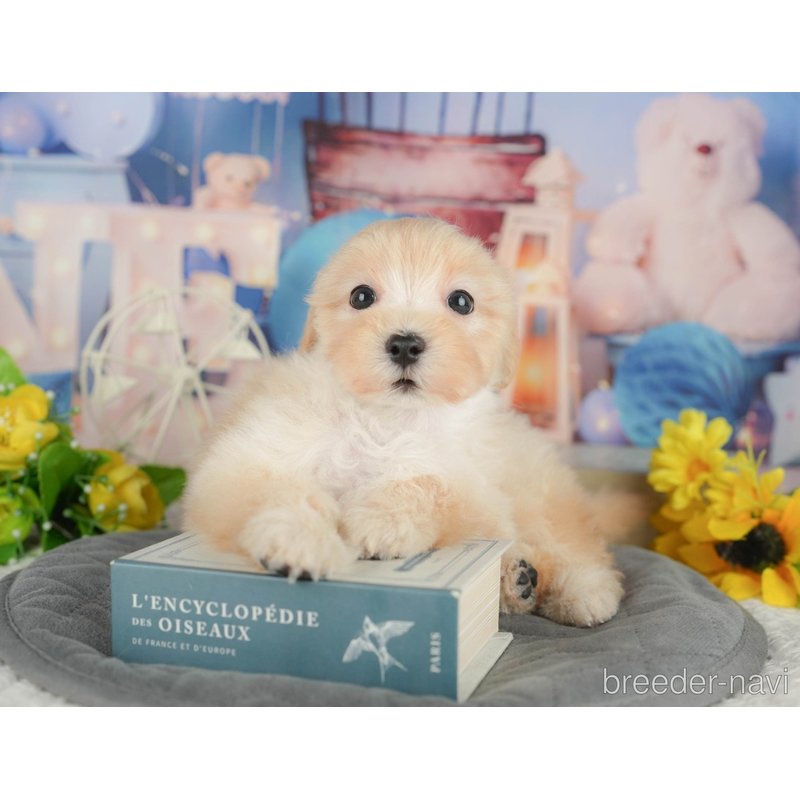 販売中の千葉県のミックス犬-402892の5枚目