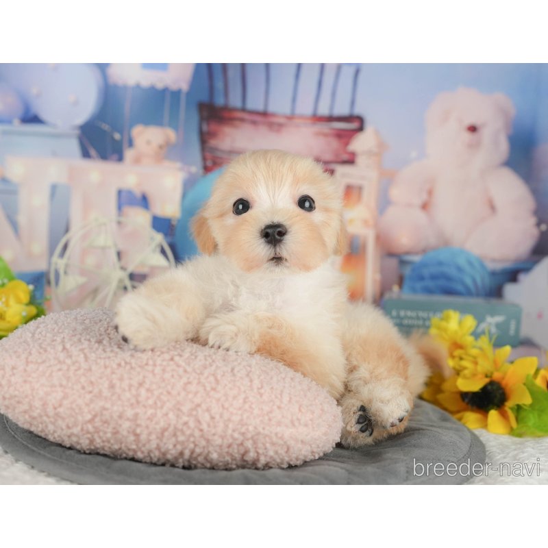販売中の千葉県のミックス犬-402892の6枚目