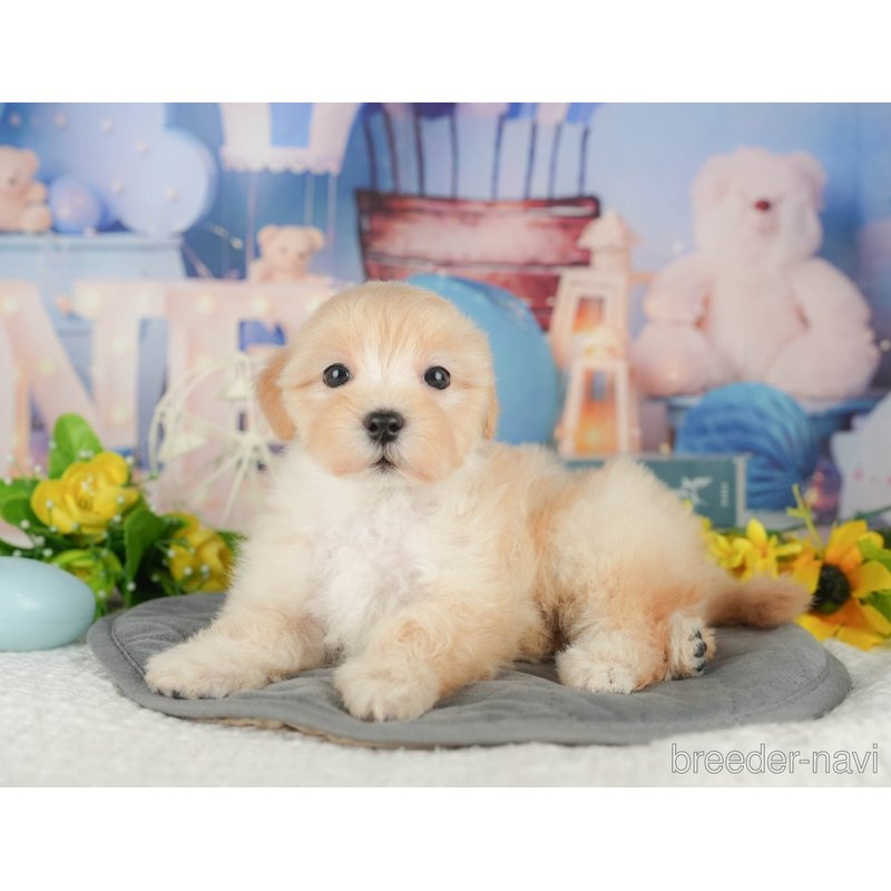 販売中の千葉県のミックス犬-402892の7枚目