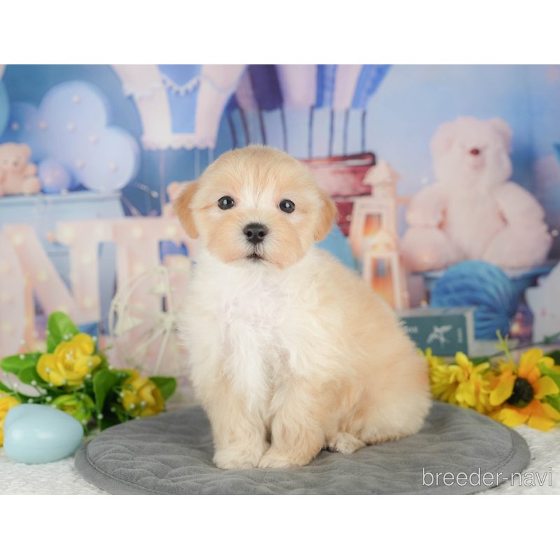販売中の千葉県のミックス犬-402892の8枚目