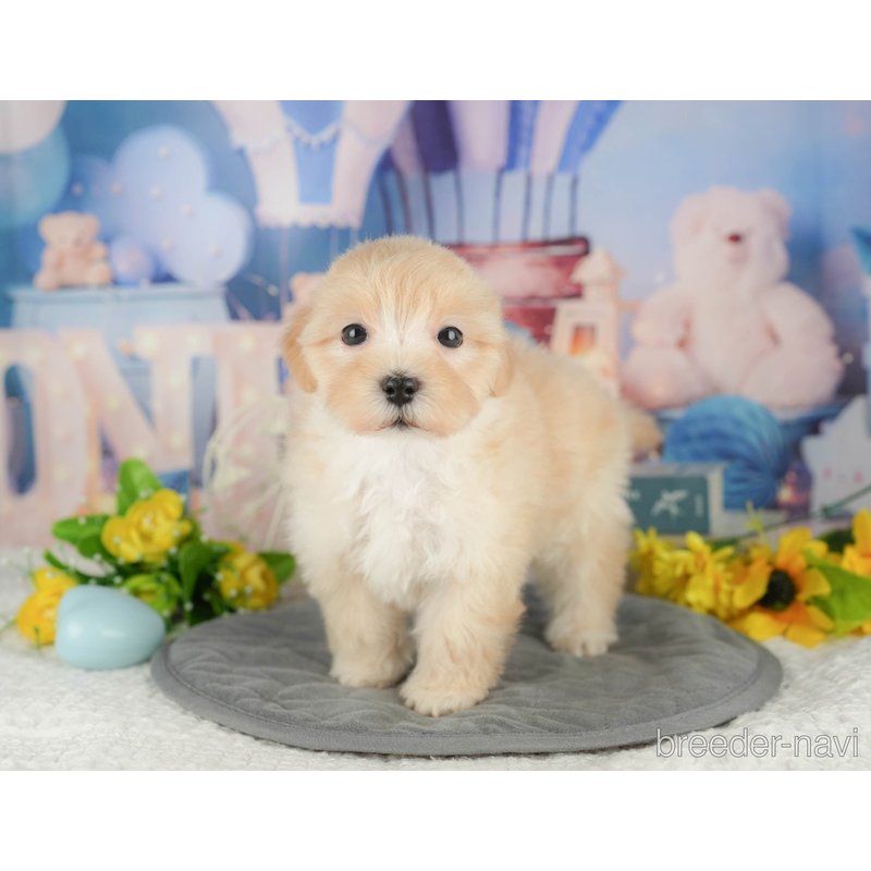 販売中の千葉県のミックス犬-402892の3枚目