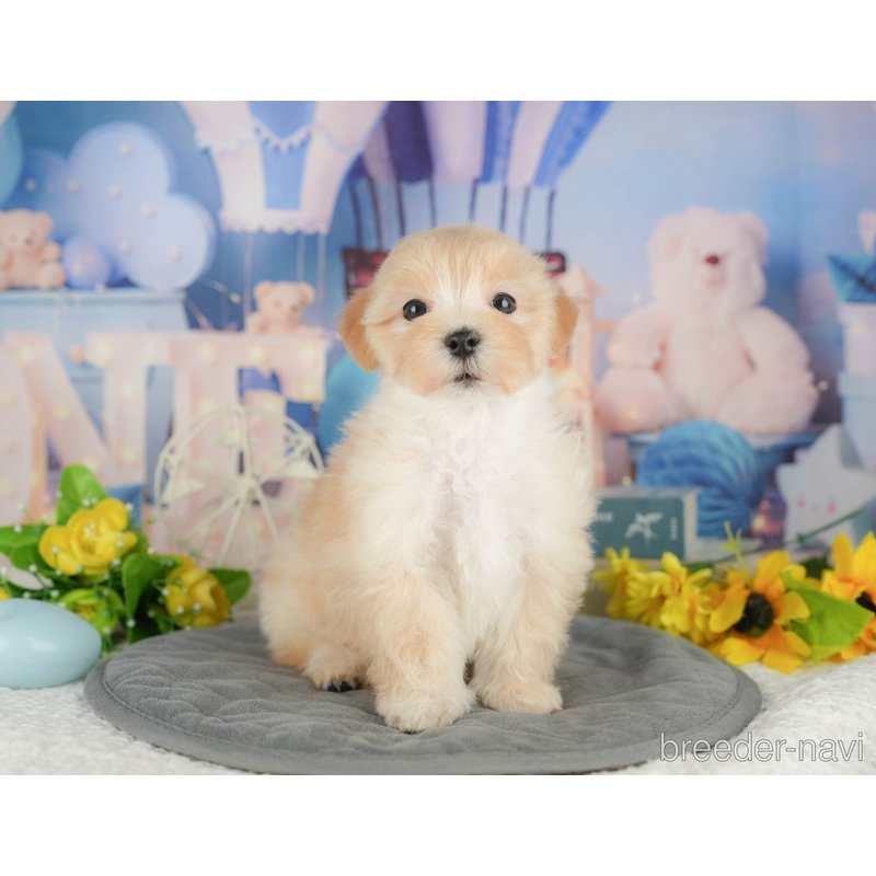 販売中の千葉県のミックス犬-402892の4枚目
