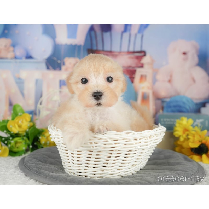 販売中の千葉県のミックス犬-402892の2枚目