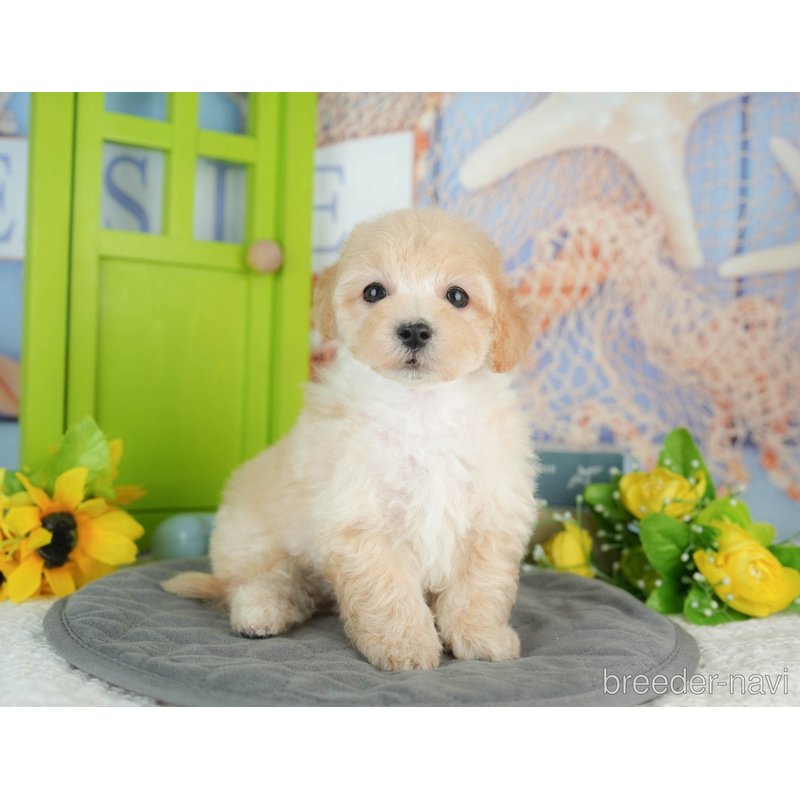 販売中の千葉県のミックス犬-402950の1枚目