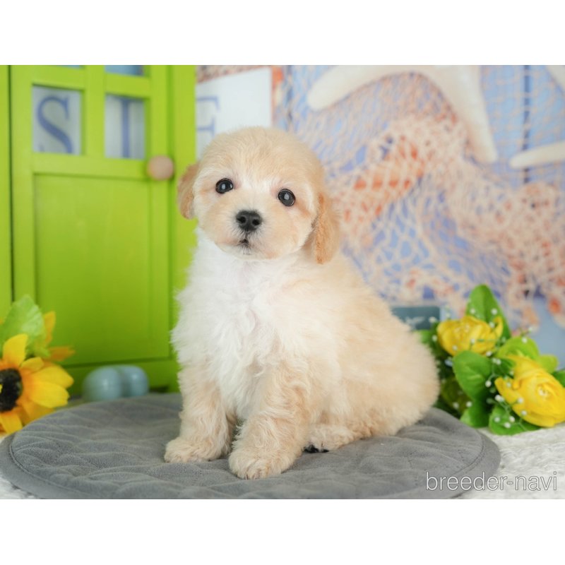 販売中の千葉県のミックス犬-402950の2枚目