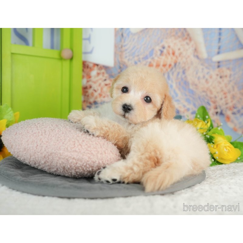 販売中の千葉県のミックス犬-402950の3枚目
