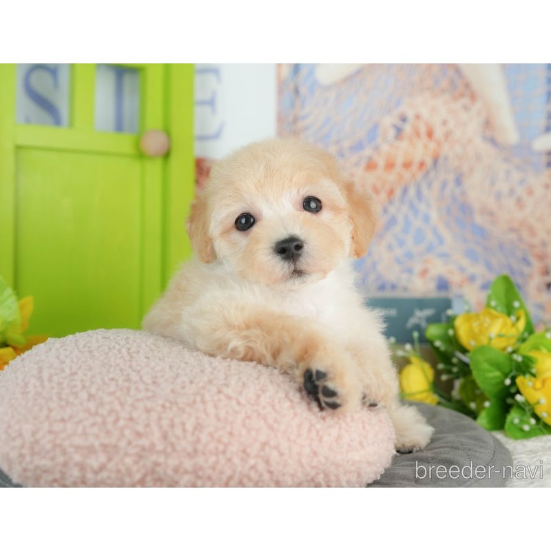 販売中の千葉県のミックス犬-402950の4枚目