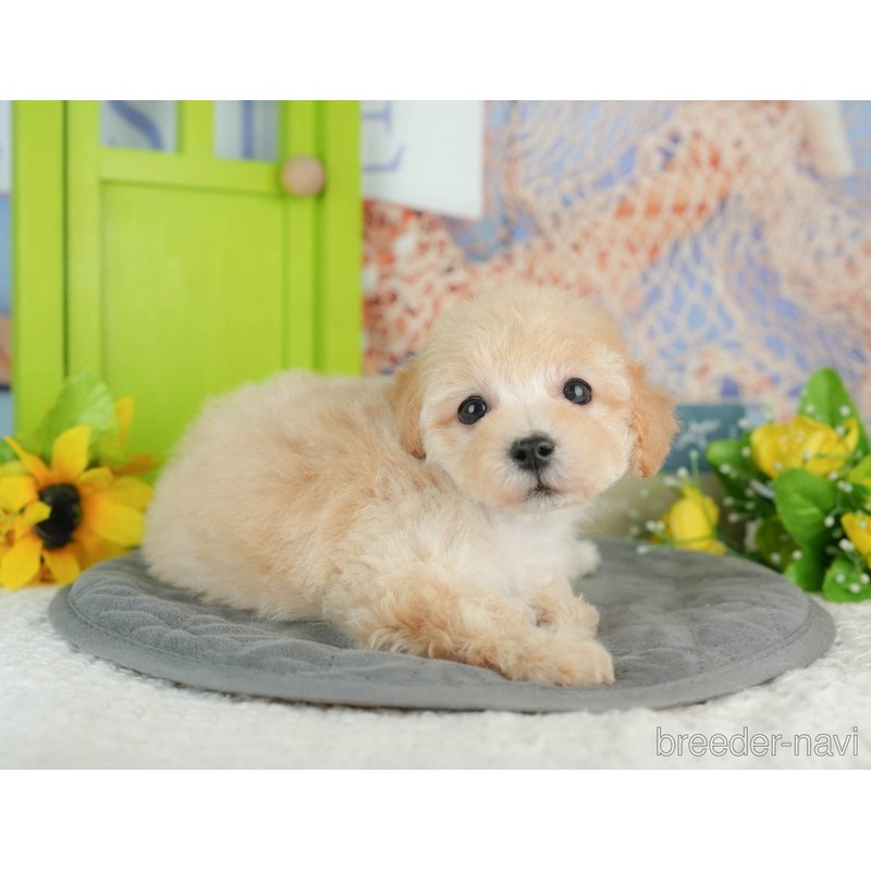 販売中の千葉県のミックス犬-402950の5枚目