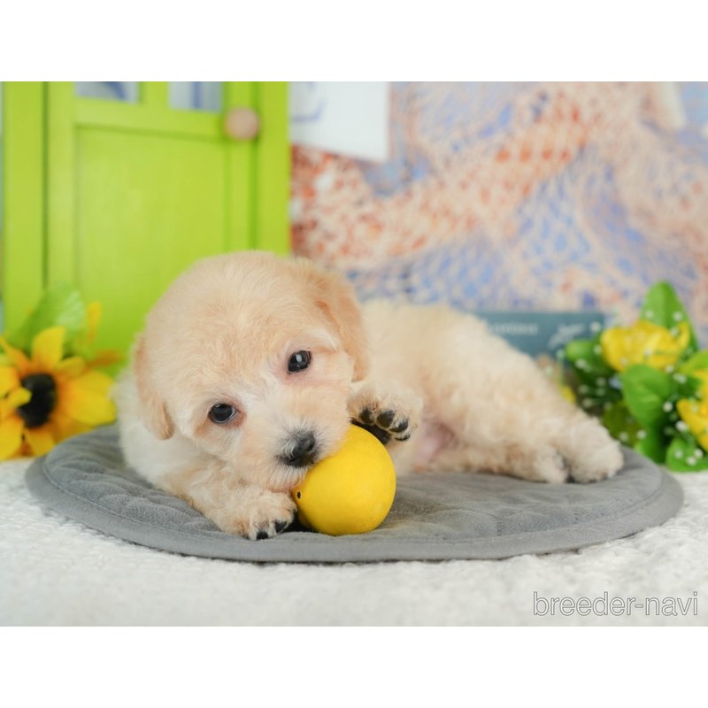 販売中の千葉県のミックス犬-402950の6枚目