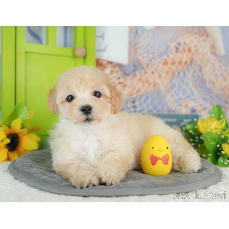 販売中の千葉県のミックス犬-402950の7枚目