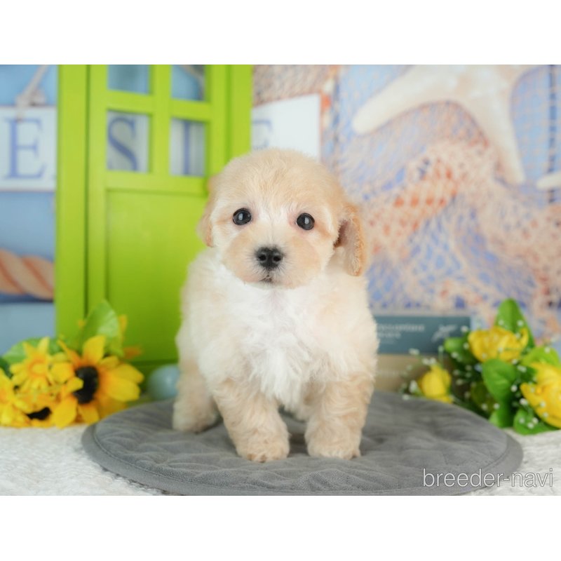 販売中の千葉県のミックス犬-402950の8枚目