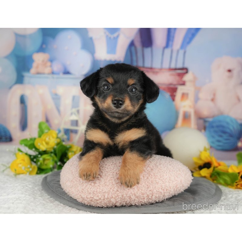 販売中の千葉県のミックス犬-403143