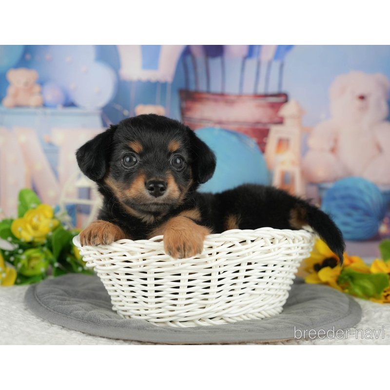 販売中の千葉県のミックス犬-403143の8枚目