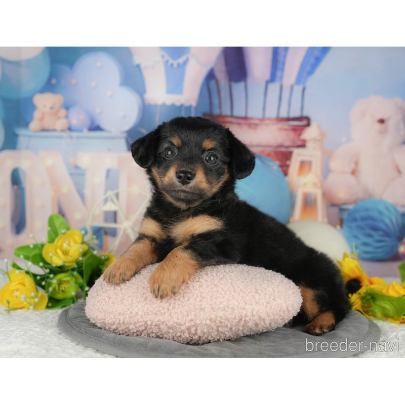 販売中の千葉県のミックス犬-403143の2枚目