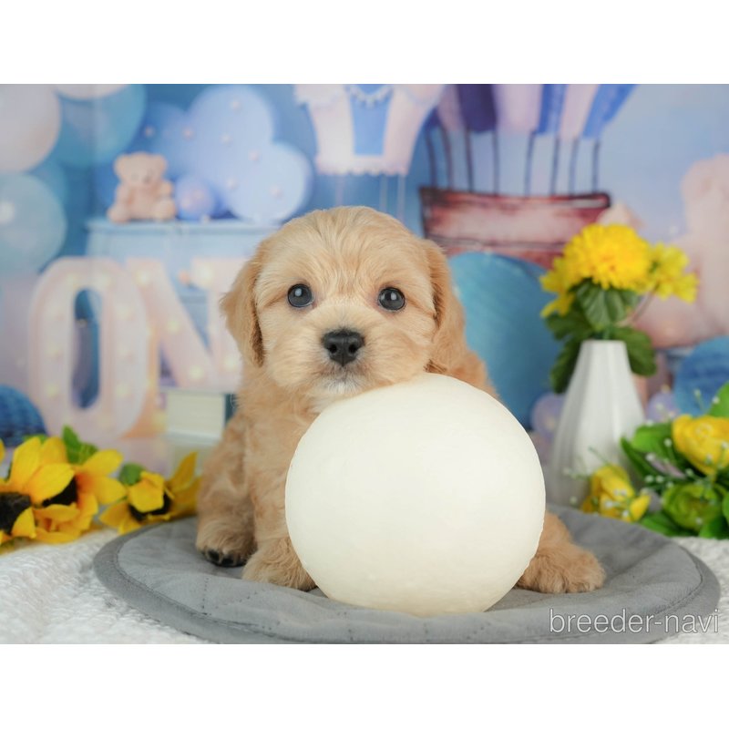 販売中の千葉県のミックス犬-402981の1枚目
