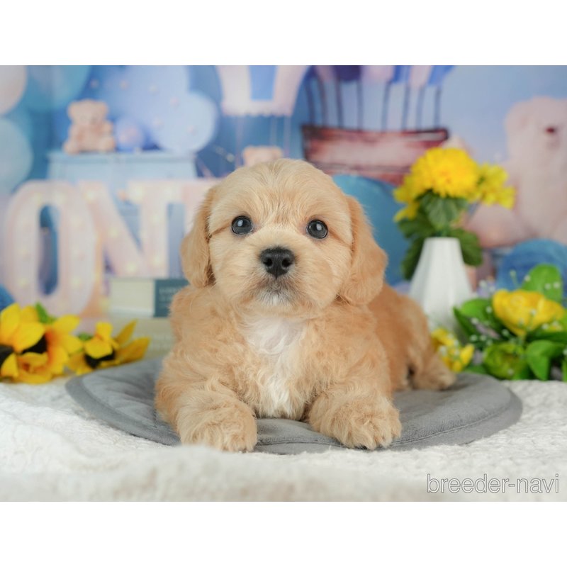 販売中の千葉県のミックス犬-402981の4枚目