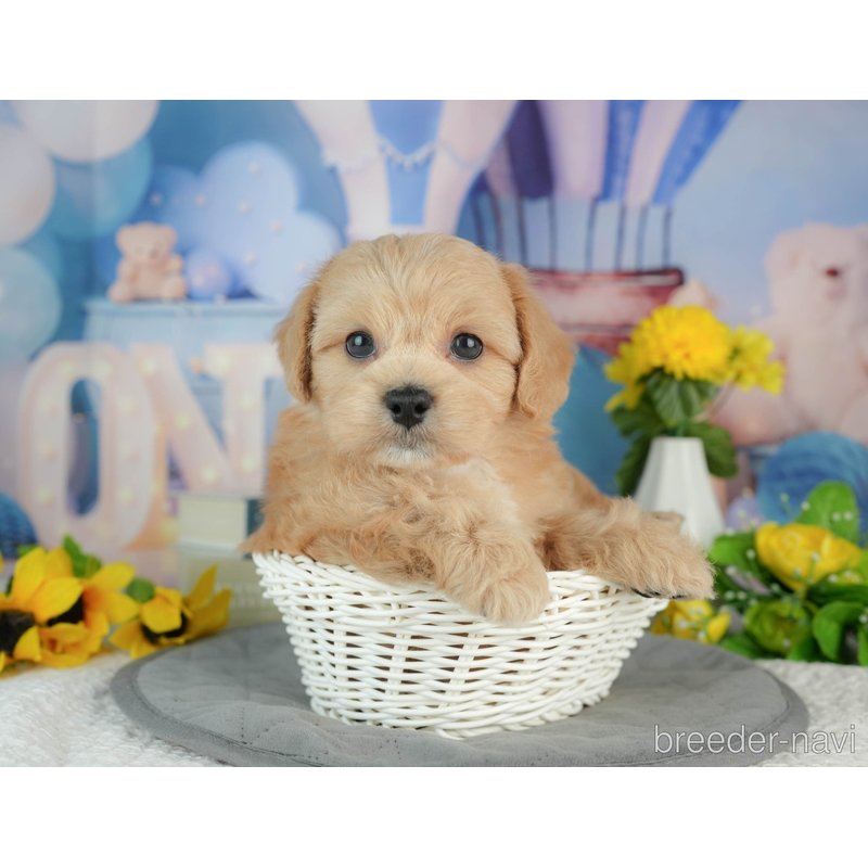 販売中の千葉県のミックス犬-402981の7枚目