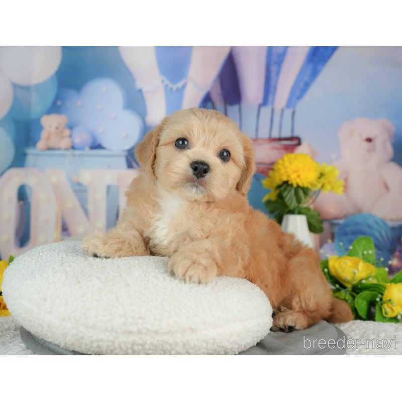 販売中の千葉県のミックス犬-402981の8枚目