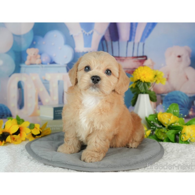 販売中の千葉県のミックス犬-402981の6枚目