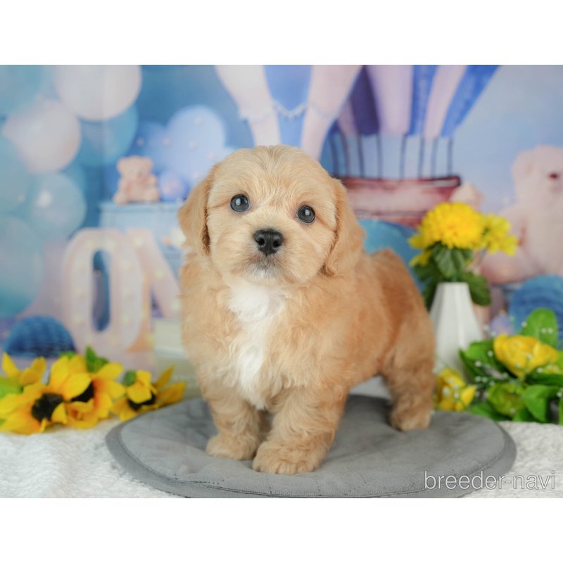 販売中の千葉県のミックス犬-402981の3枚目