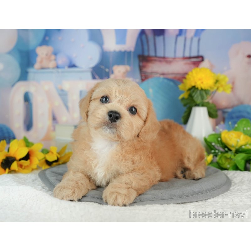 販売中の千葉県のミックス犬-402981の2枚目