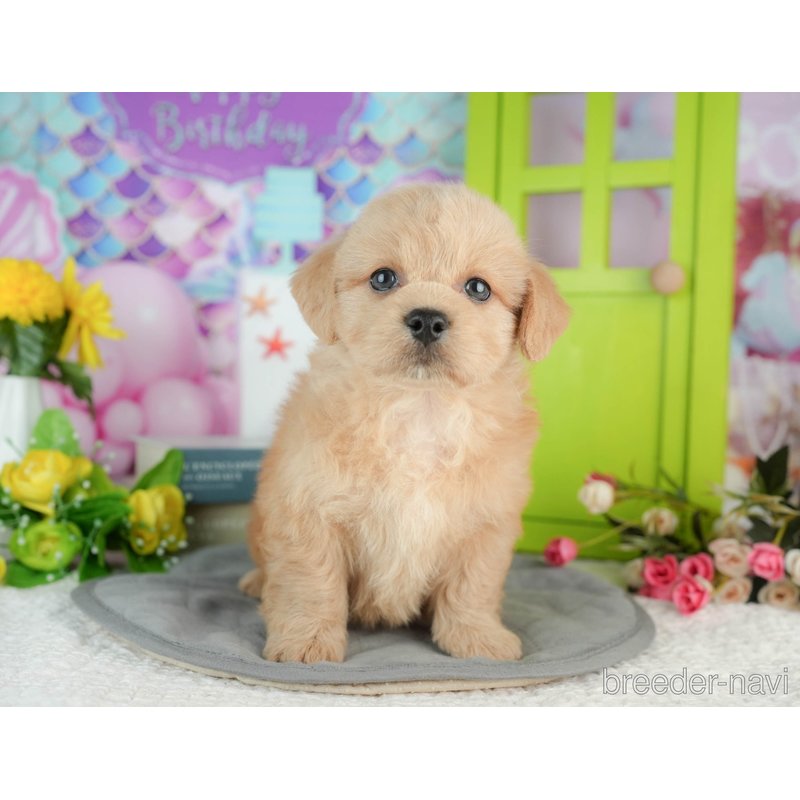 販売中の千葉県のミックス犬-402987の1枚目